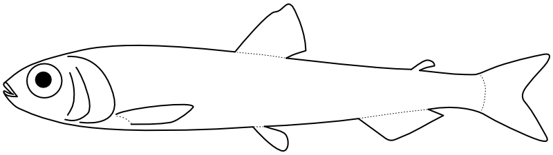 Ilustrace zástupce rodu Lipolagus