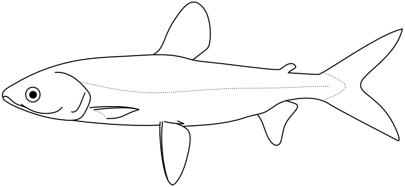 Ilustrace zástupce rodu Anodus