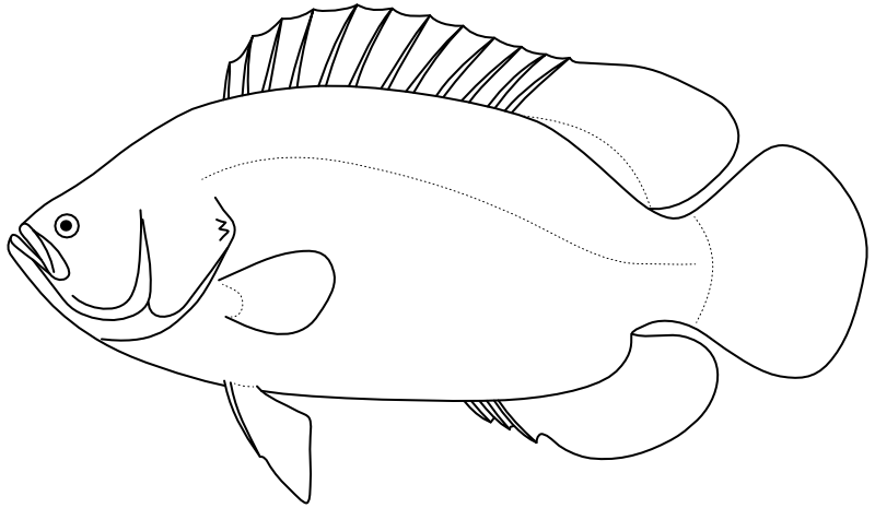 Ilustrace zástupce rodu Lobotes