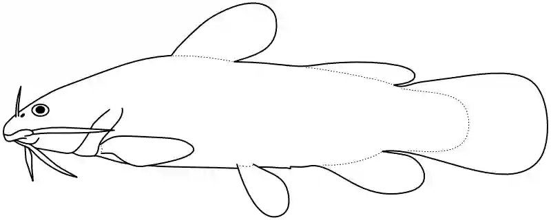 Ilustrace zástupce rodu Lophiobagrus