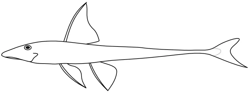 Ilustrace zástupce rodu Loricaria