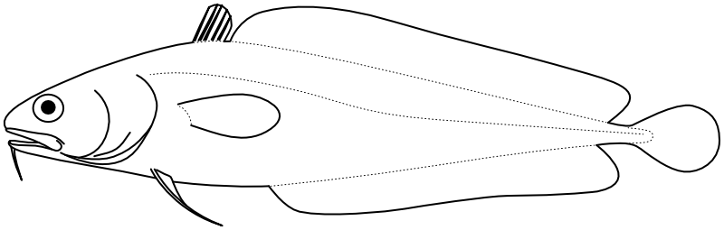 Ilustrace zástupce rodu Lotella