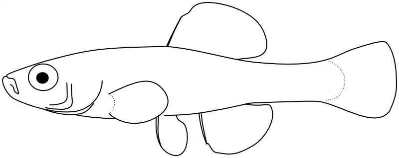 Ilustrace zástupce rodu Ilustrace zástupce rodu