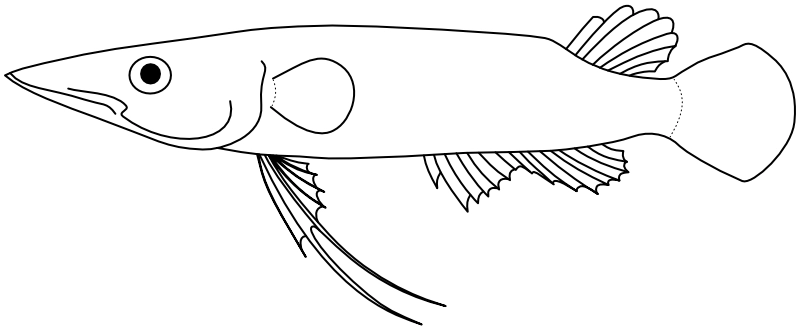 Ilustrace zástupce rodu Luciocephalus