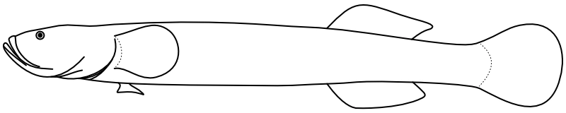 Ilustrace zástupce rodu Luciogobius