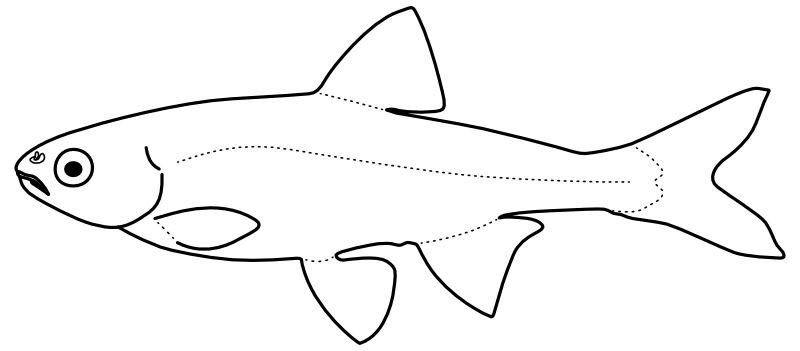 Ilustrace zástupce rodu Luxilus