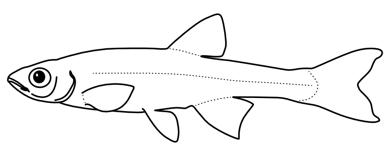 Ilustrace zástupce rodu Lythrurus