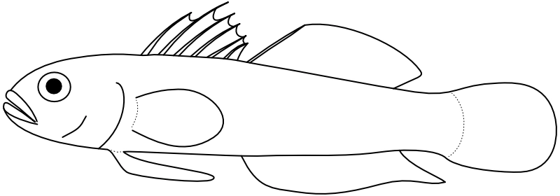 Ilustrace zástupce rodu Lythrypnus