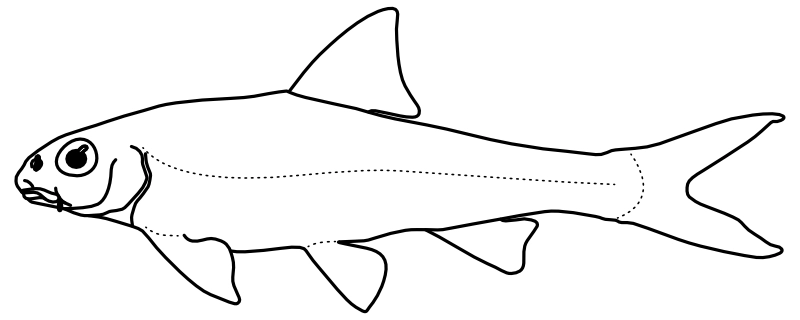 Ilustrace zástupce rodu Macrhybopsis