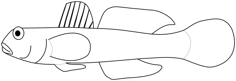 Ilustrace zástupce rodu Macrodontogobius