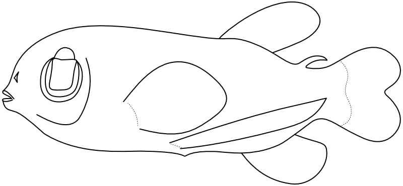 Ilustrace zástupce rodu Macropinna