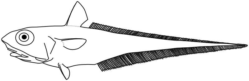 Ilustrace zástupce rodu Macrourus