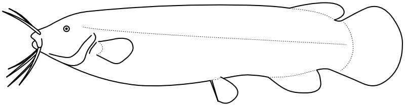 Ilustrace zástupce rodu Malapterurus