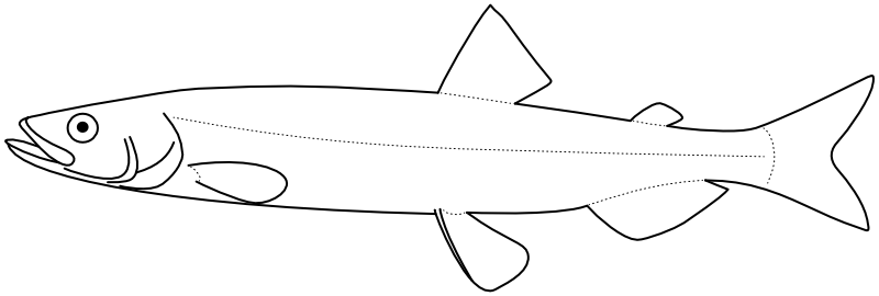 Ilustrace zástupce rodu Mallotus