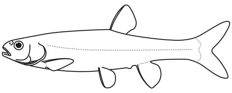 Ilustrace zástupce rodu Margariscus