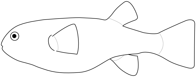 Ilustrace zástupce rodu Marilyna