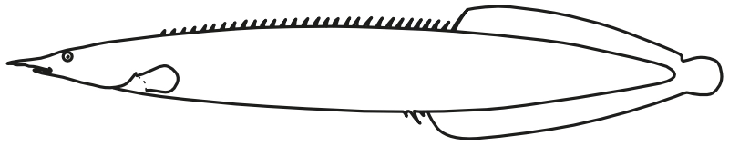 Ilustrace zástupce rodu Mastacembelus