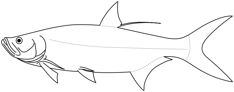 Ilustrace zástupce rodu Megalops