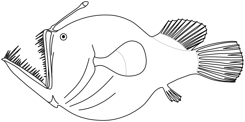 Ilustrace zástupce rodu Melanocetus