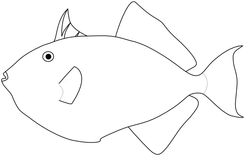 Ilustrace zástupce rodu Melichthys