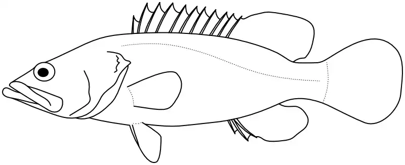 Ilustrace zástupce rodu Anyperodon