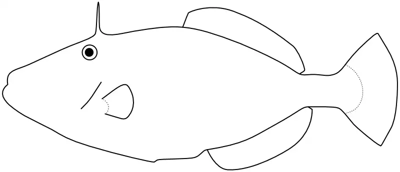 Ilustrace zástupce rodu Meuschenia