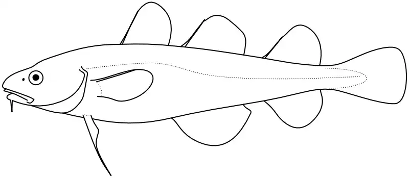 Ilustrace zástupce rodu 