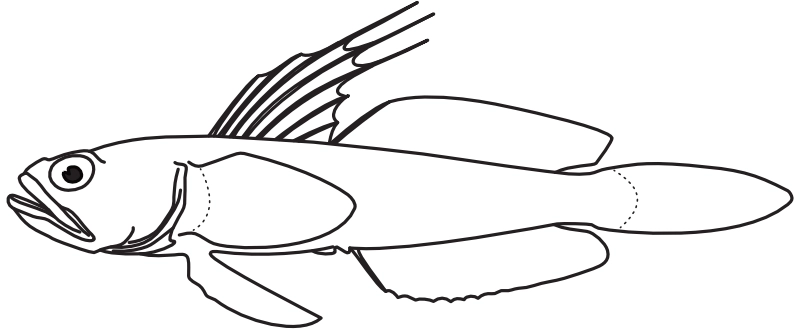 Ilustrace zástupce rodu Microgobius