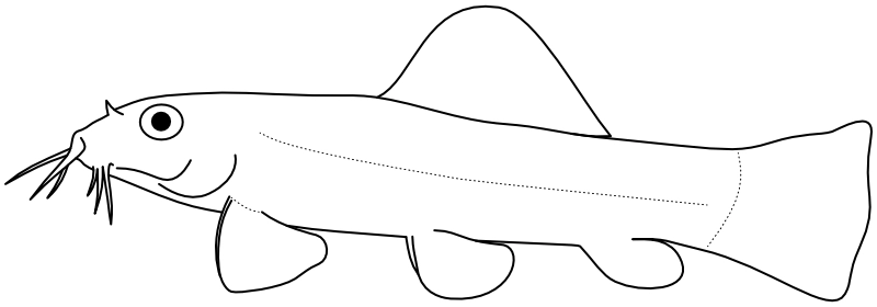 Ilustrace zástupce rodu Acanthocobitis