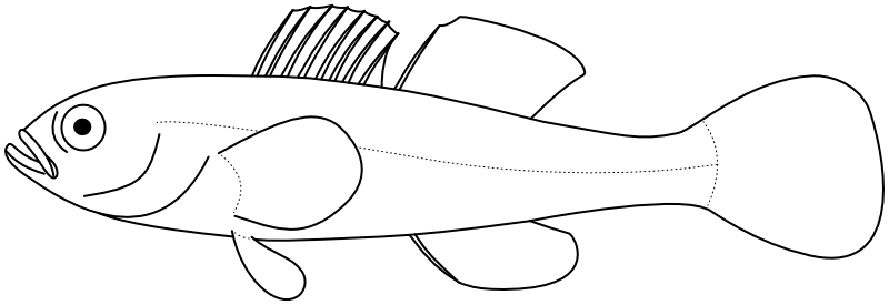 Ilustrace zástupce rodu Micropercops