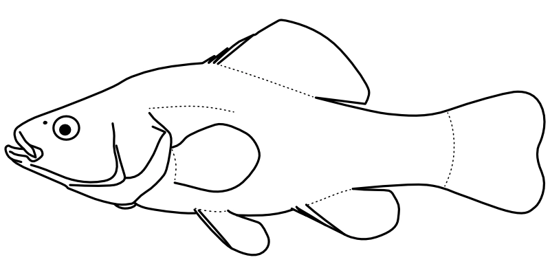 Ilustrace zástupce rodu Aphredoderus