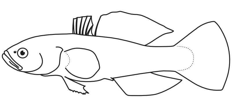 Ilustrace zástupce rodu Mogurnda