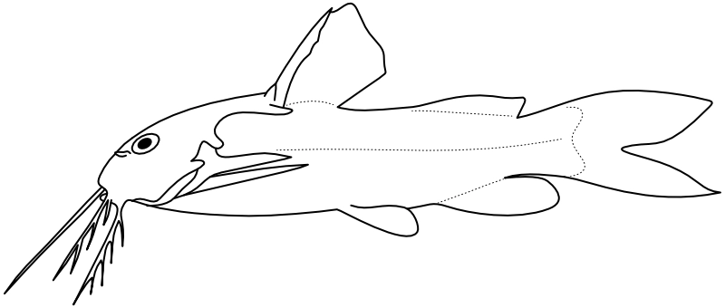 Ilustrace zástupce rodu Mochokiella