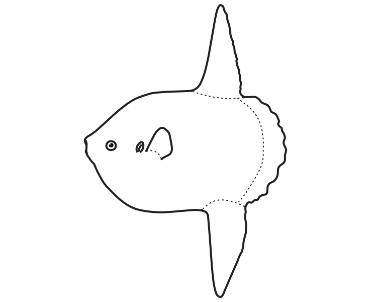 Ilustrace zástupce rodu Mola