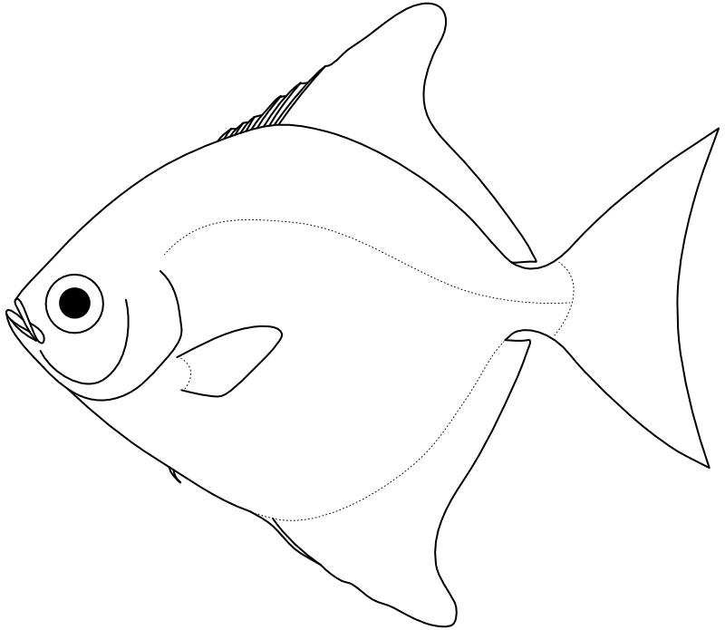 Ilustrace zástupce rodu Monodactylus