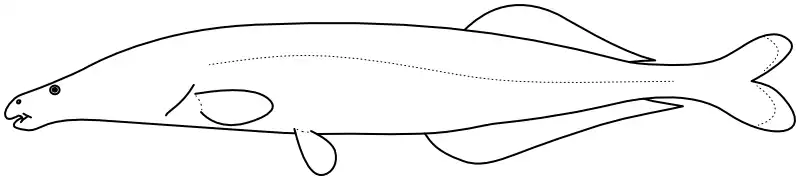 Ilustrace zástupce rodu Mormyrops
