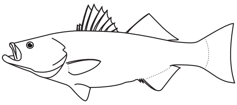 Ilustrace zástupce rodu Morone