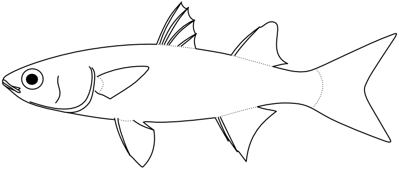 Ilustrace zástupce rodu Mugil