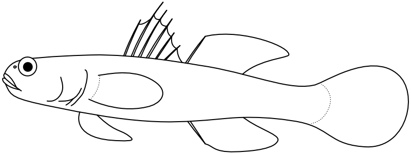 Ilustrace zástupce rodu Mugilogobius