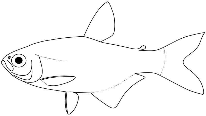 Ilustrace zástupce rodu Aphyocharax