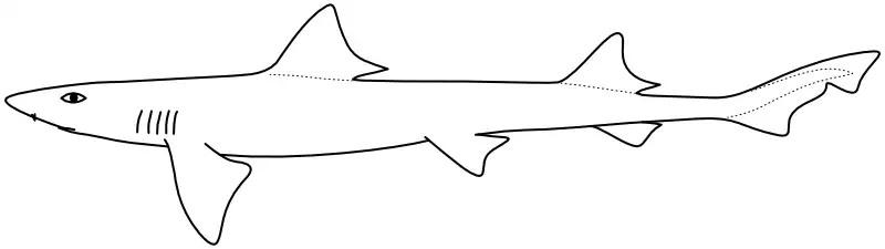 Ilustrace zástupce rodu Mustelus