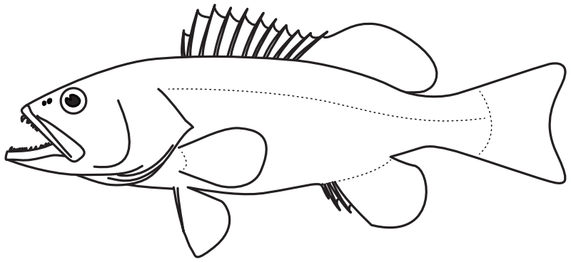 Ilustrace zástupce rodu Mycteroperca