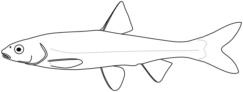 Ilustrace zástupce rodu Mylocheilus