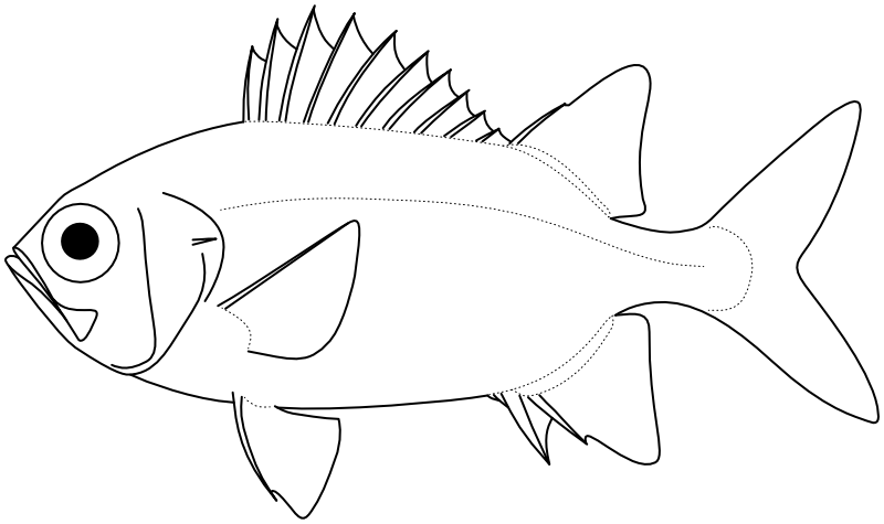 Ilustrace zástupce rodu Myripristis