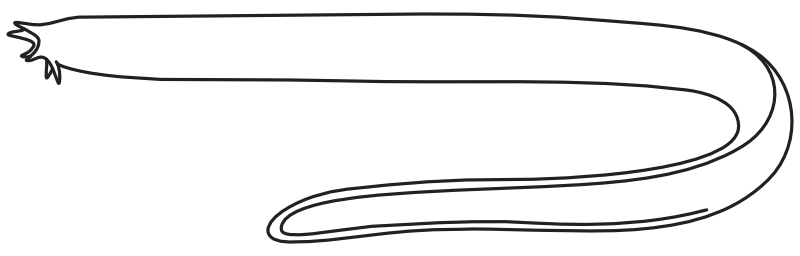 Ilustrace zástupce rodu Myxine