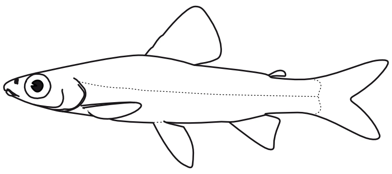 Ilustrace zástupce rodu Nannocharax