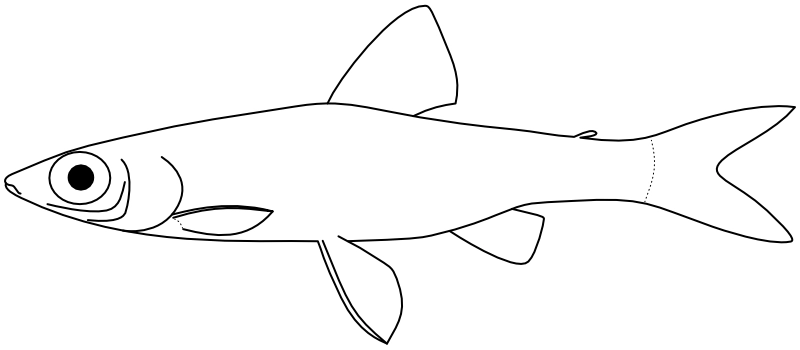 Ilustrace zástupce rodu Nannostomus