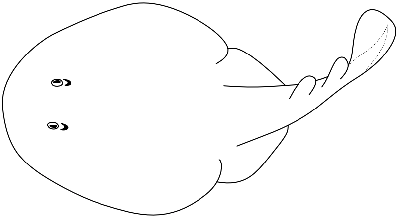 Ilustrace zástupce rodu Narcine