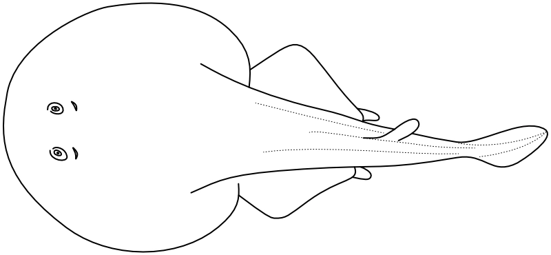 Ilustrace zástupce rodu Narke