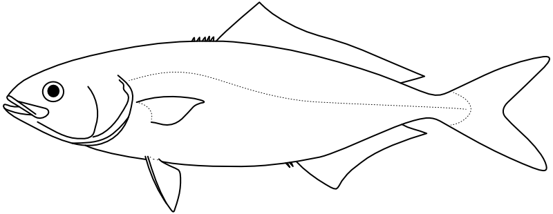 Ilustrace zástupce rodu Naucrates